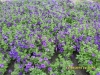 C:\\fakepath\\SDC11576.jpg